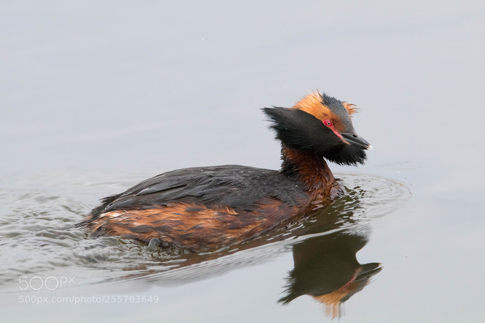 Canon EOS 80D sample photo. "bearded" grebe photography