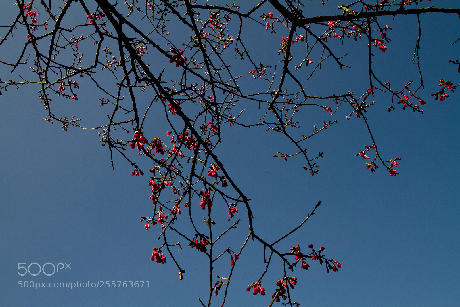 Canon EOS 7D sample photo. Img photography
