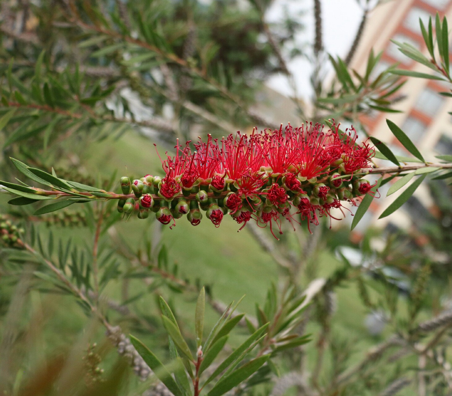 Canon EOS 750D (EOS Rebel T6i / EOS Kiss X8i) sample photo