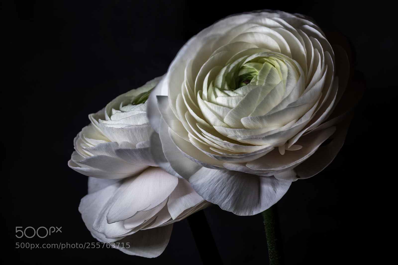 Canon EOS 80D sample photo. Meine schönsten models photography