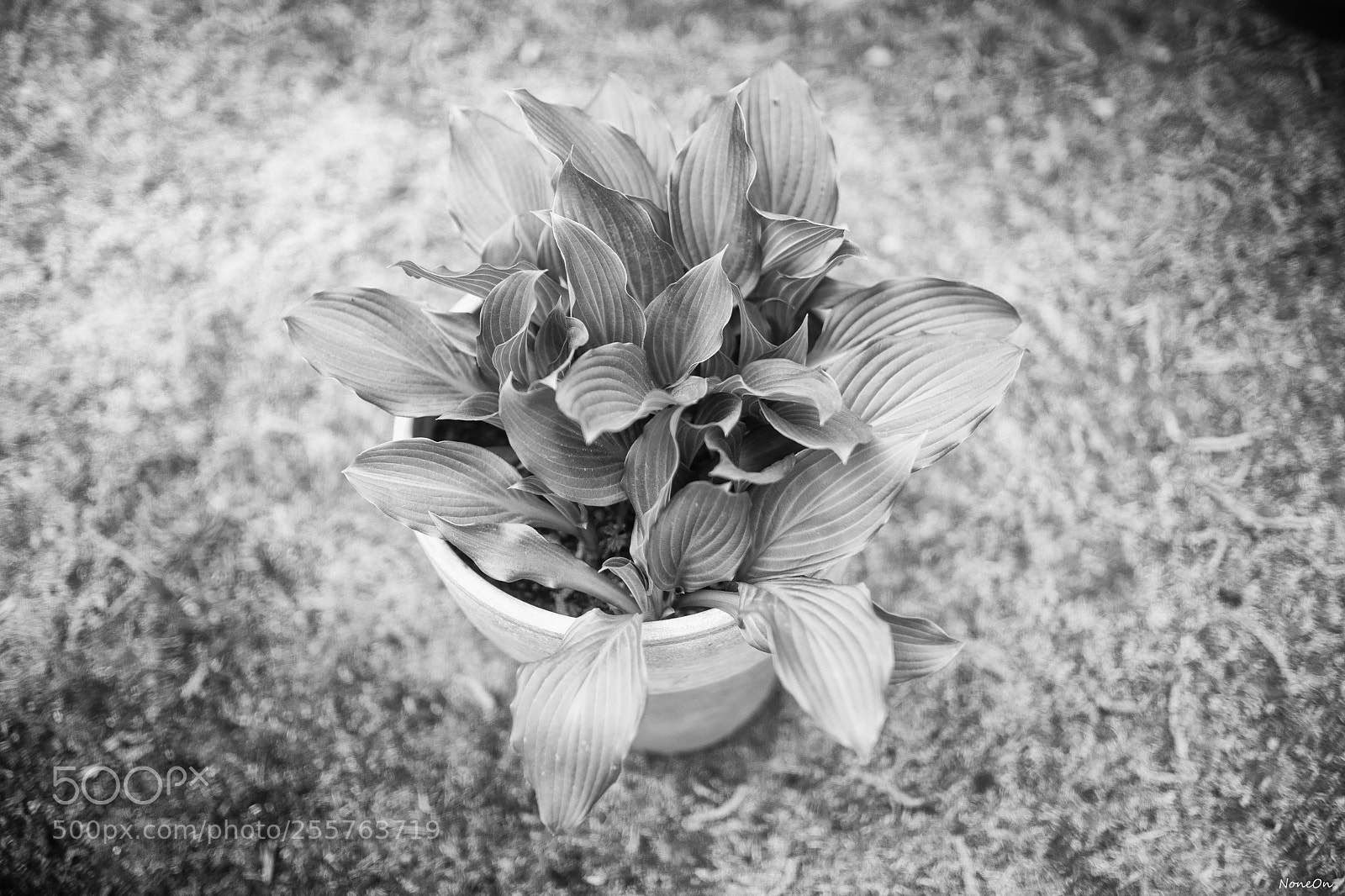 Canon EOS 6D Mark II sample photo. Red filtr b&w photography