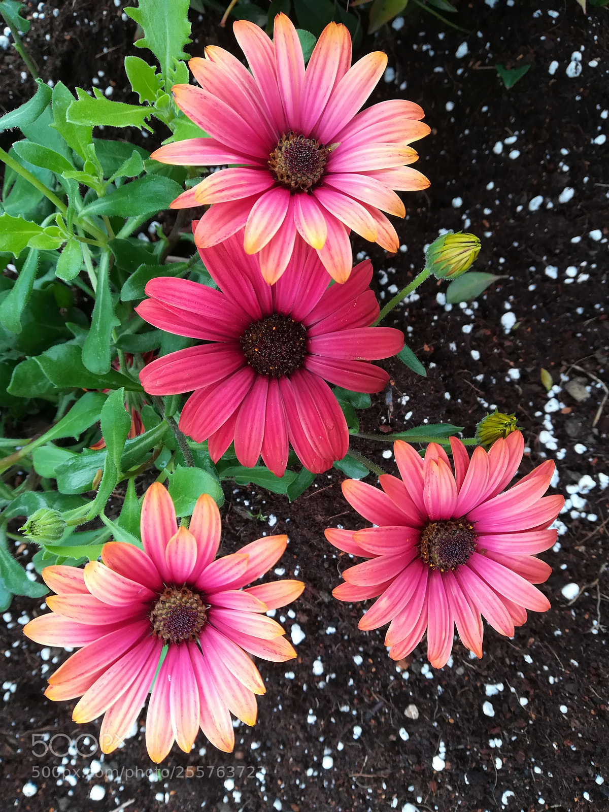 HUAWEI PRA-LX1 sample photo. Flowers photography