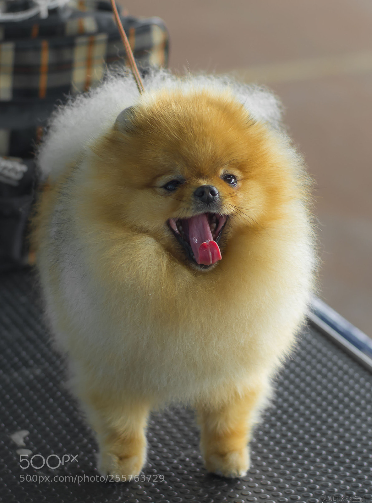 Pentax K-5 sample photo. Too cute photography