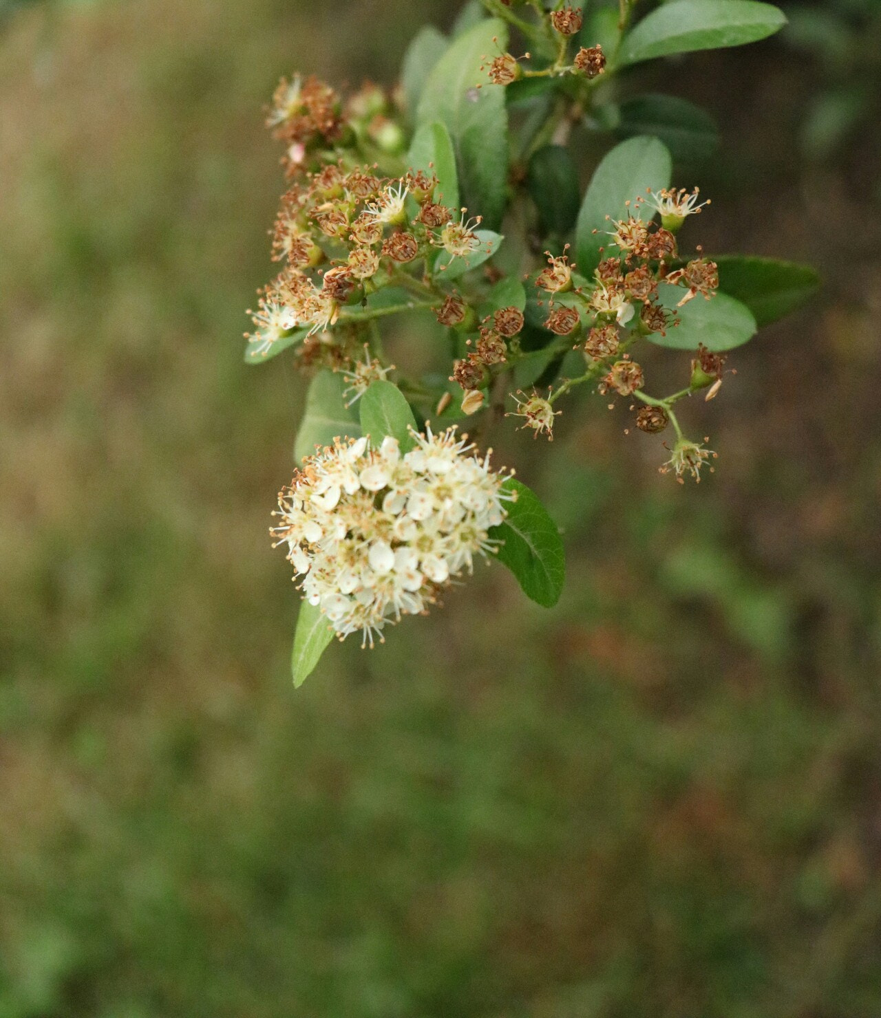 Canon EOS 750D (EOS Rebel T6i / EOS Kiss X8i) sample photo