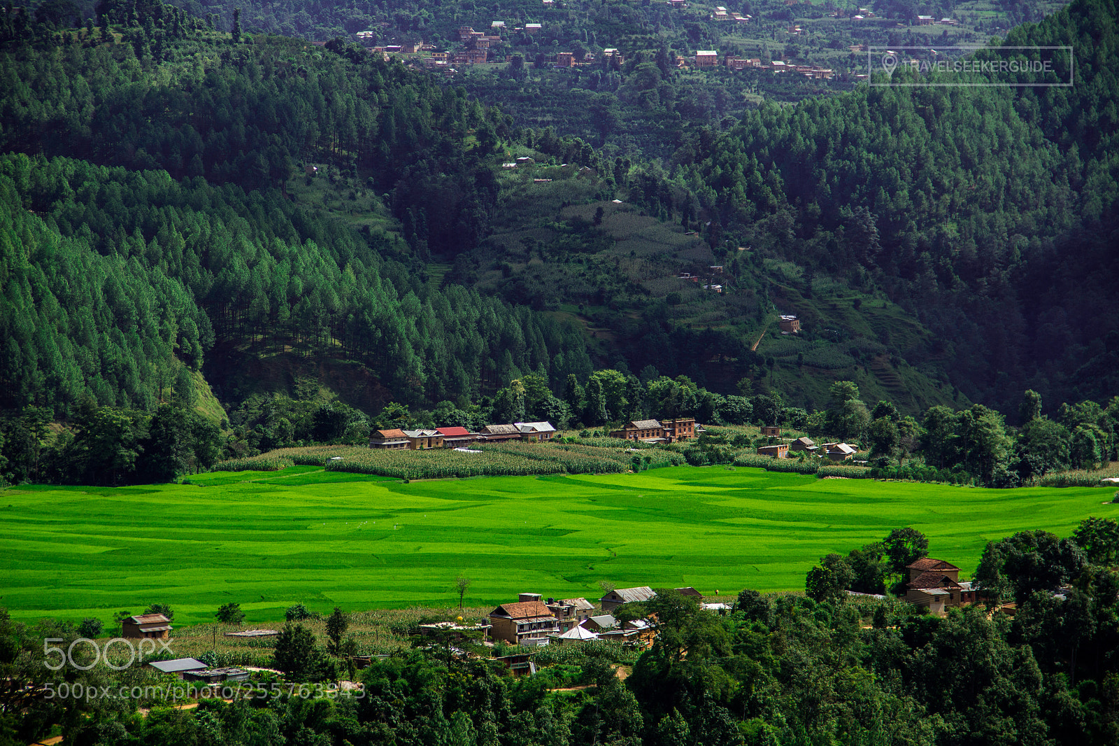 Canon EOS 60D sample photo. Green paddy field at photography