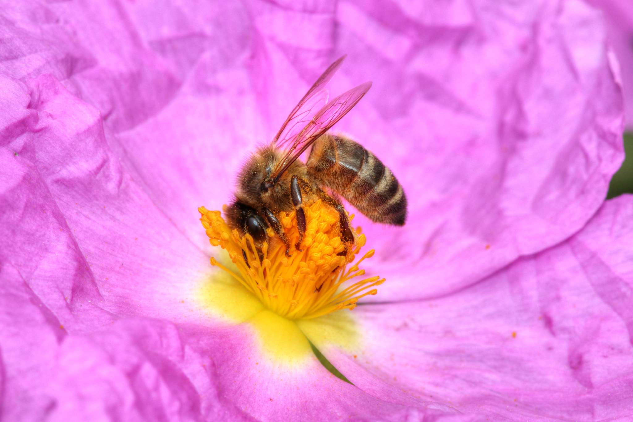 Canon EOS 80D + Sigma 105mm F2.8 EX DG OS HSM sample photo. Insecte abeille européenne apis mellifera () photography