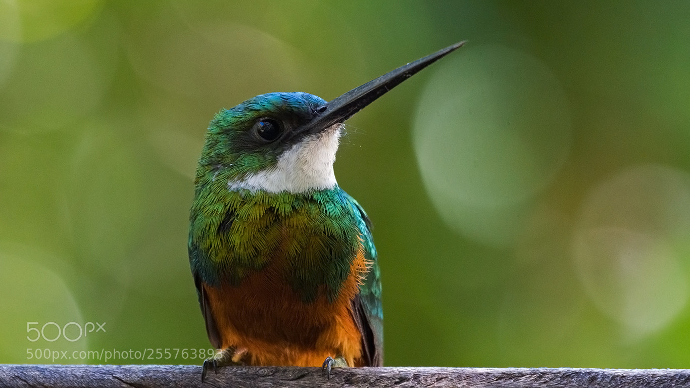 Canon EOS 60D sample photo. Rufous-tailed jacamar photography