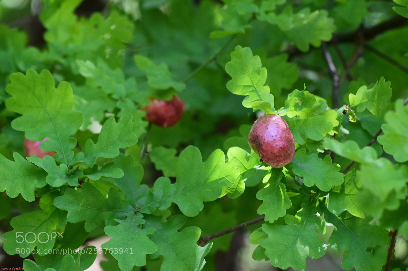 Nikon D5300 sample photo. Galas dębu photography