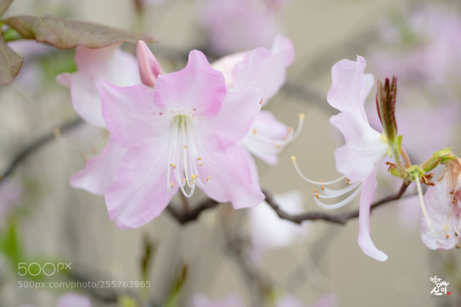Fujifilm X-T2 sample photo. Pink azalea photography