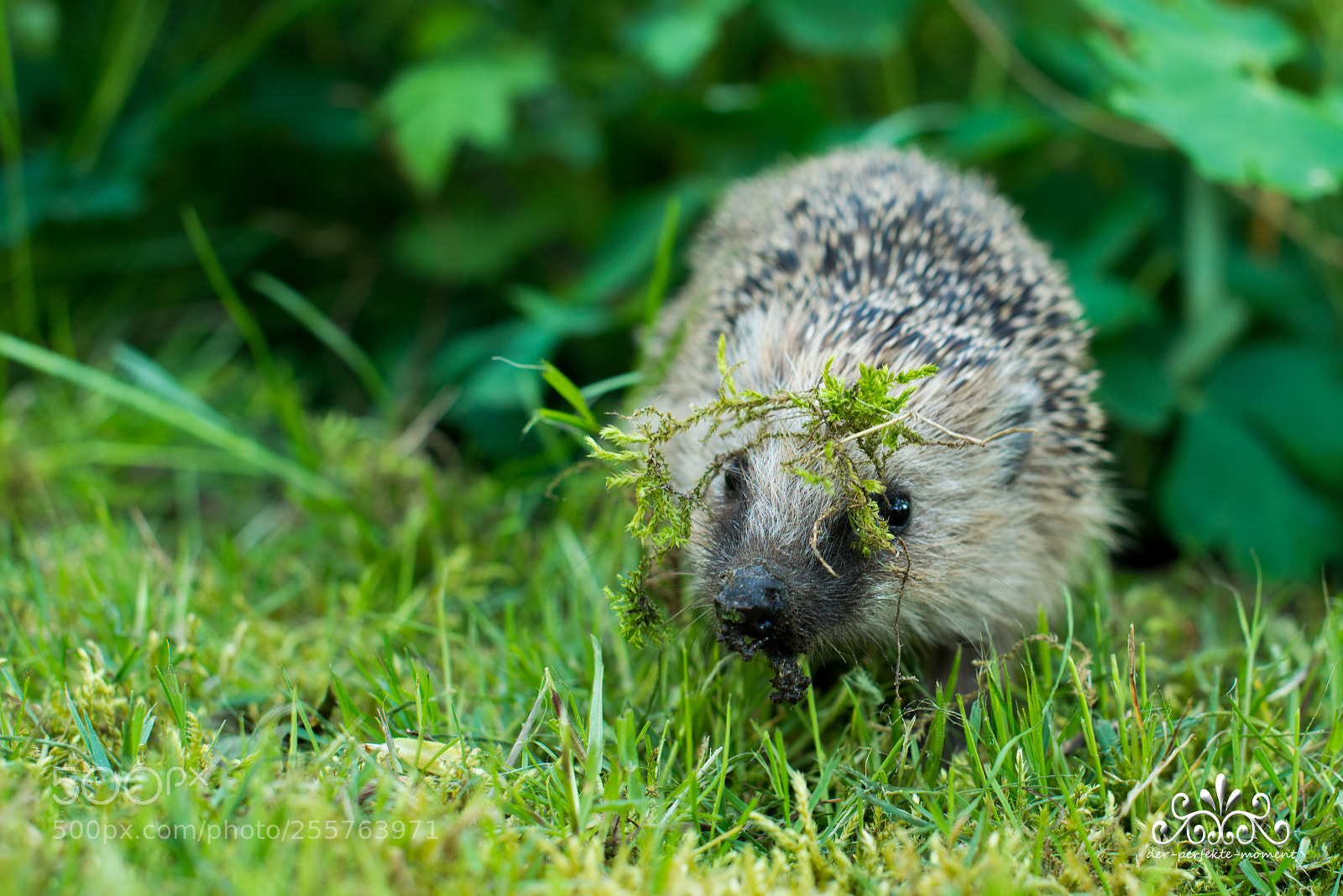 Nikon D800E sample photo. Berraschungsbesuch am sonntagnachmittag in photography