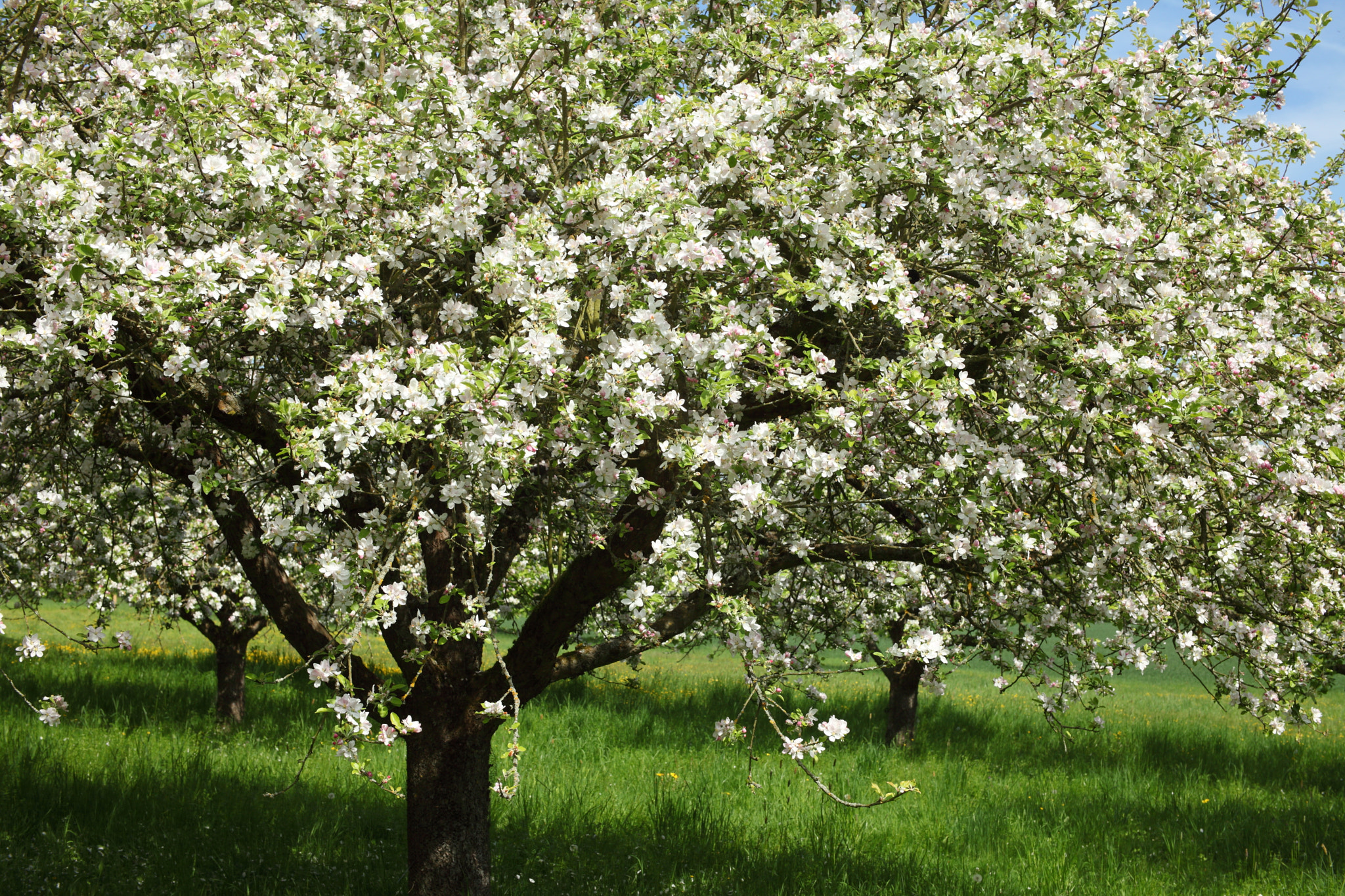 Canon EOS 5D Mark II + Canon EF 35-80mm f/4-5.6 sample photo. The apple trees photography