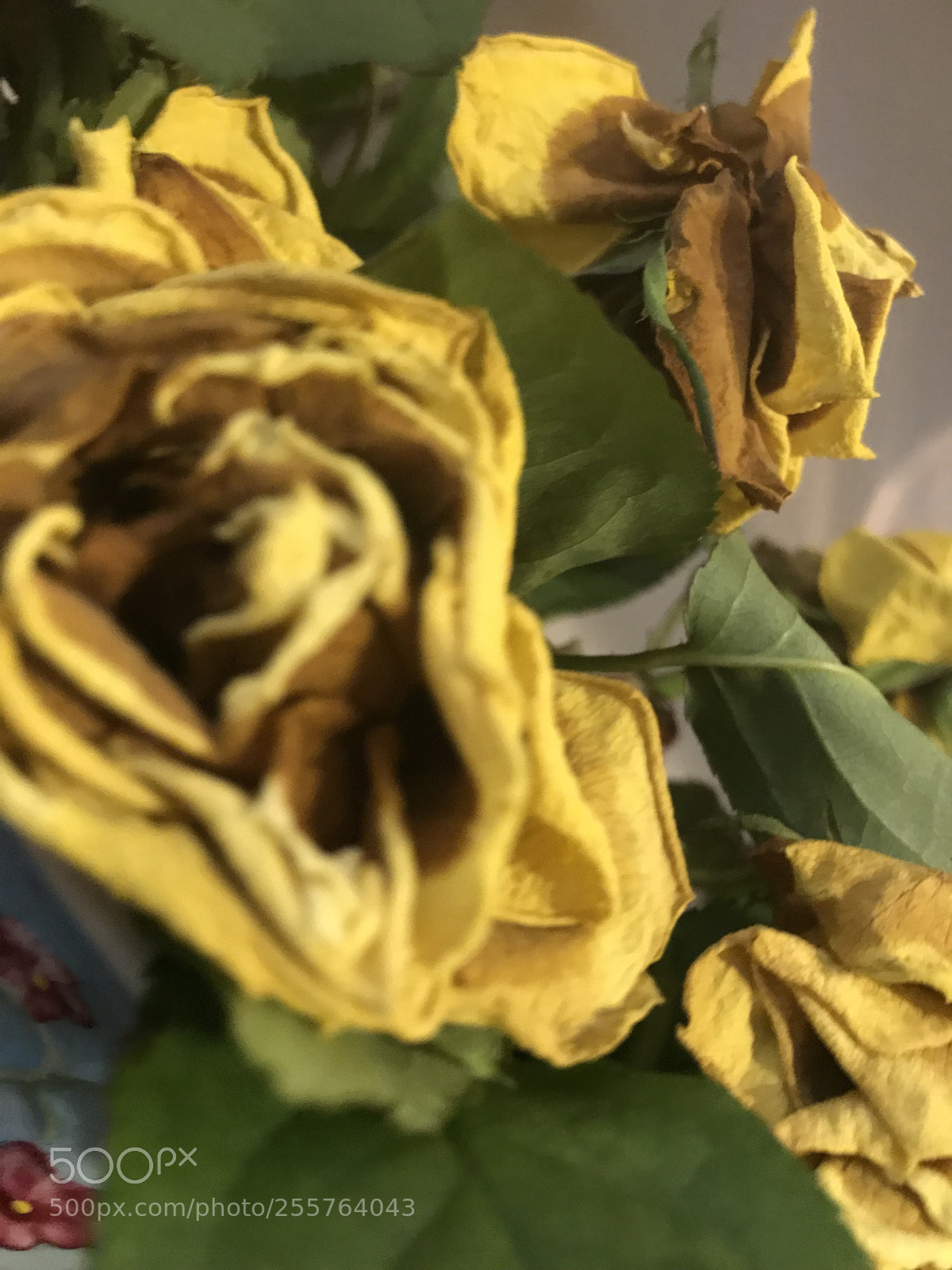 Apple iPhone 7 sample photo. Slowly shrivelling up   photography