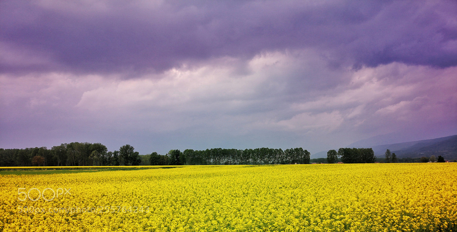 HUAWEI CLT-L09 sample photo. Yellow flowers photography
