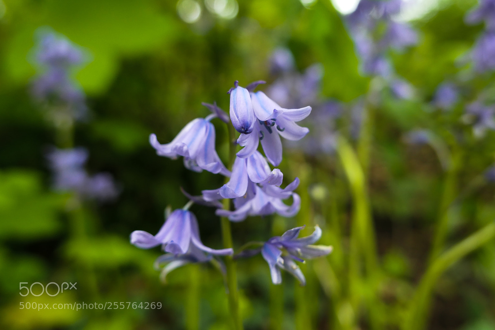Panasonic Lumix DMC-LX10 (Lumix DMC-LX15) sample photo. Spring photography