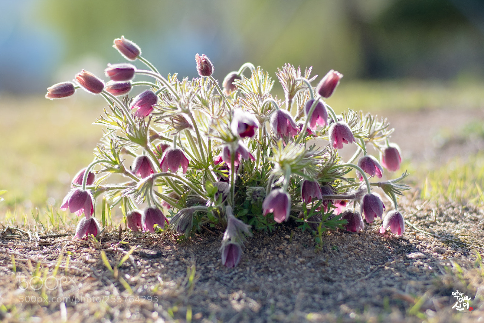 Fujifilm X-T2 sample photo. Korean pasque flower photography