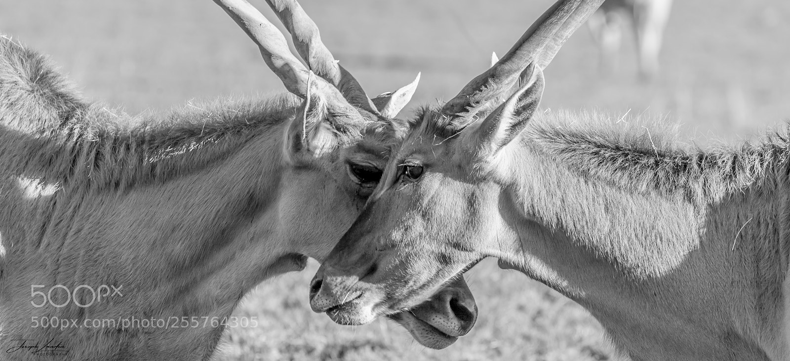 Canon EOS 5D sample photo. Untitled photography