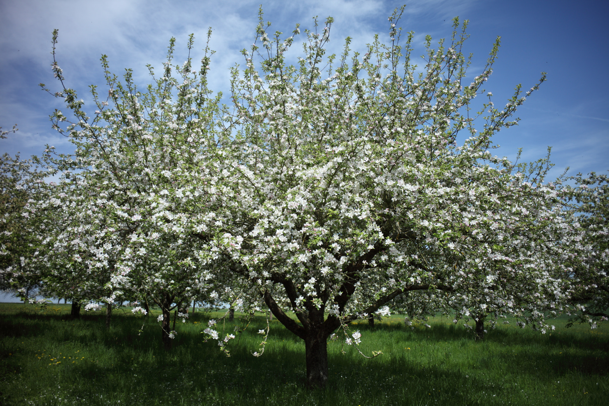 Canon EF 35-80mm f/4-5.6 sample photo. The apple trees photography