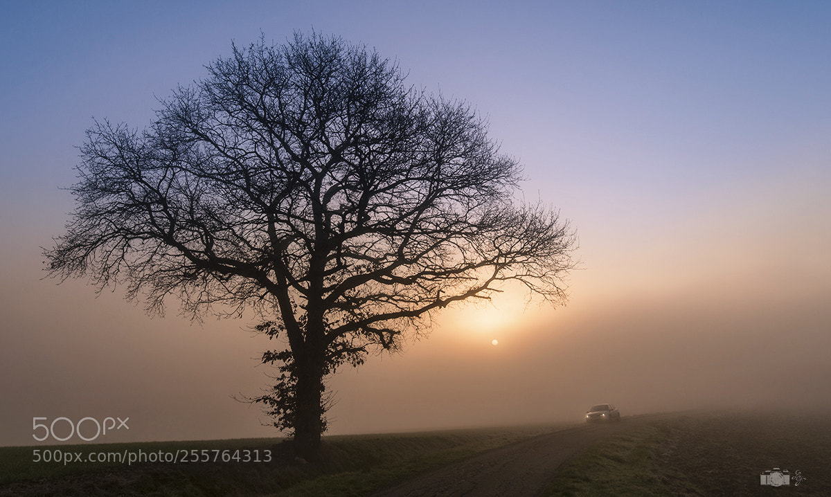 Nikon D610 sample photo. L'arbre photography