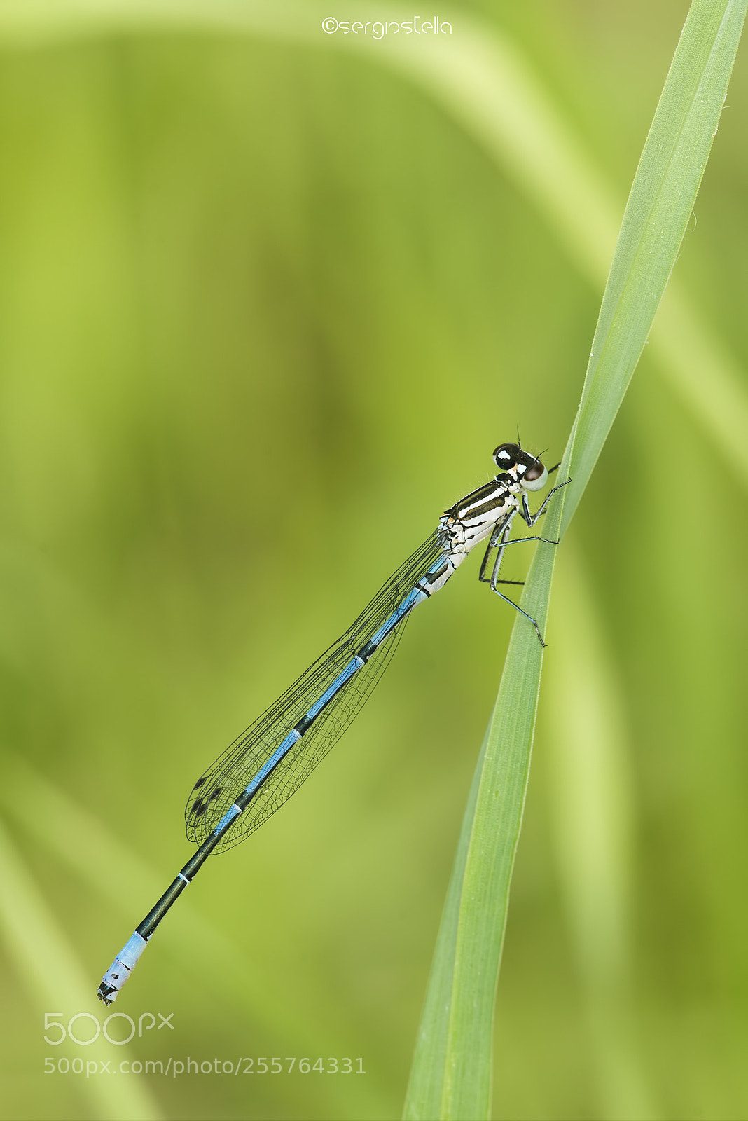 Nikon D610 sample photo. The azure damselfly young ♂ photography
