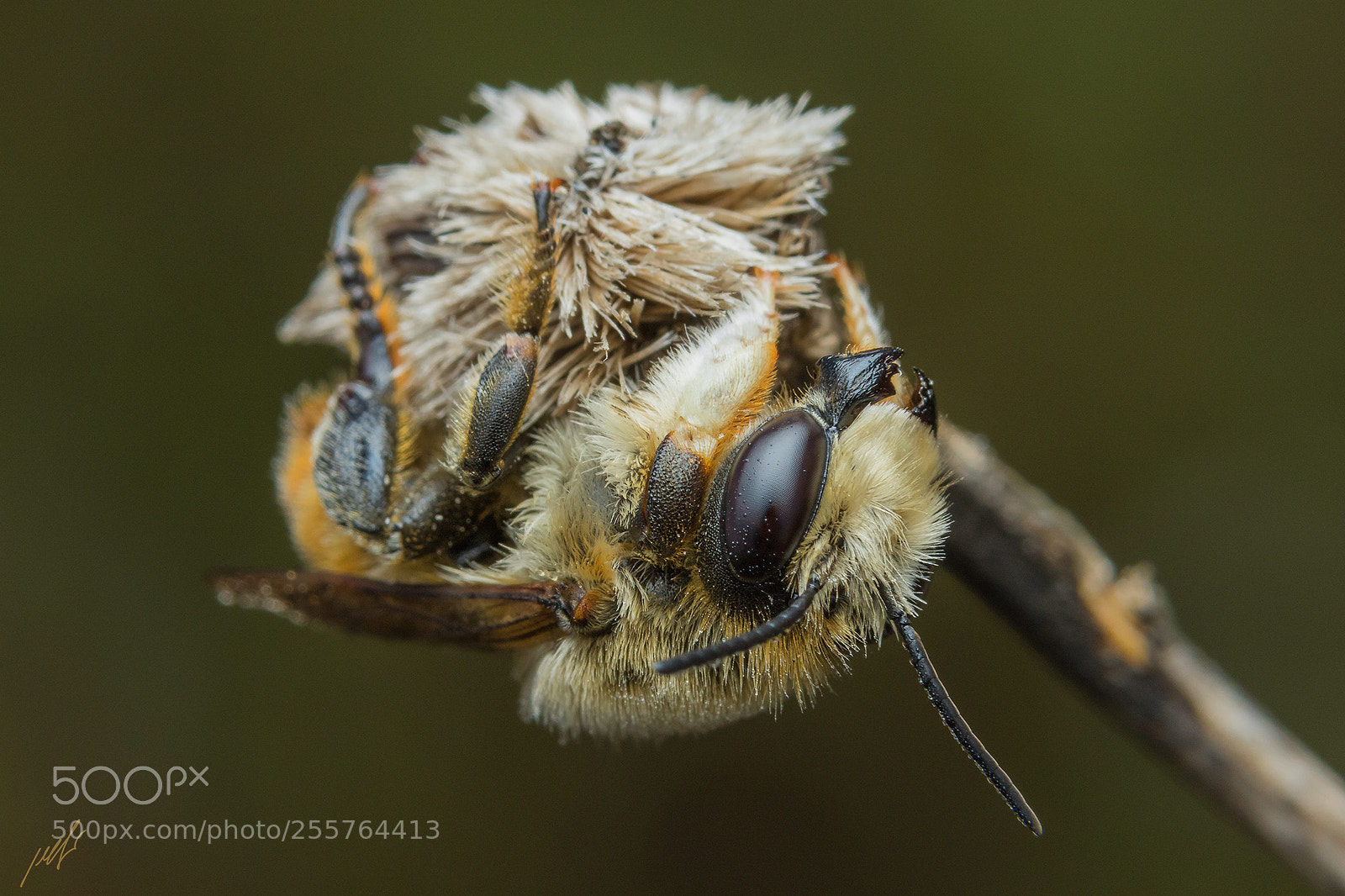 Canon EOS 7D Mark II sample photo. Megachilidae photography