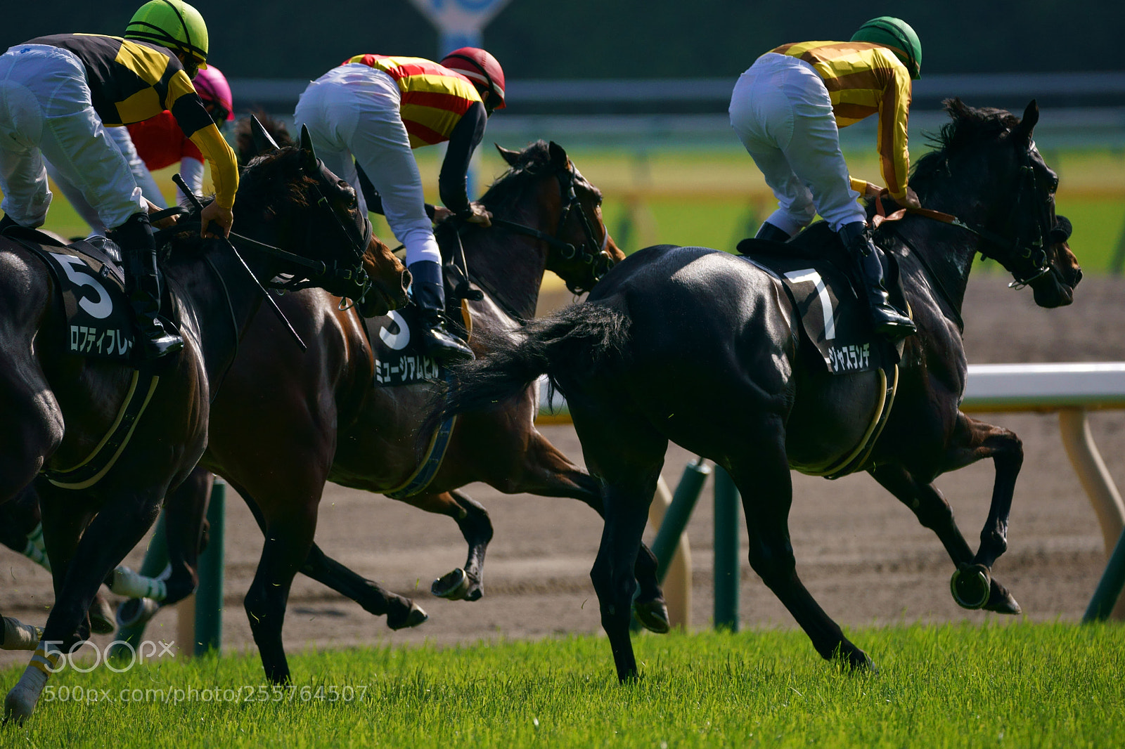 Sony a9 sample photo. Horse race photography
