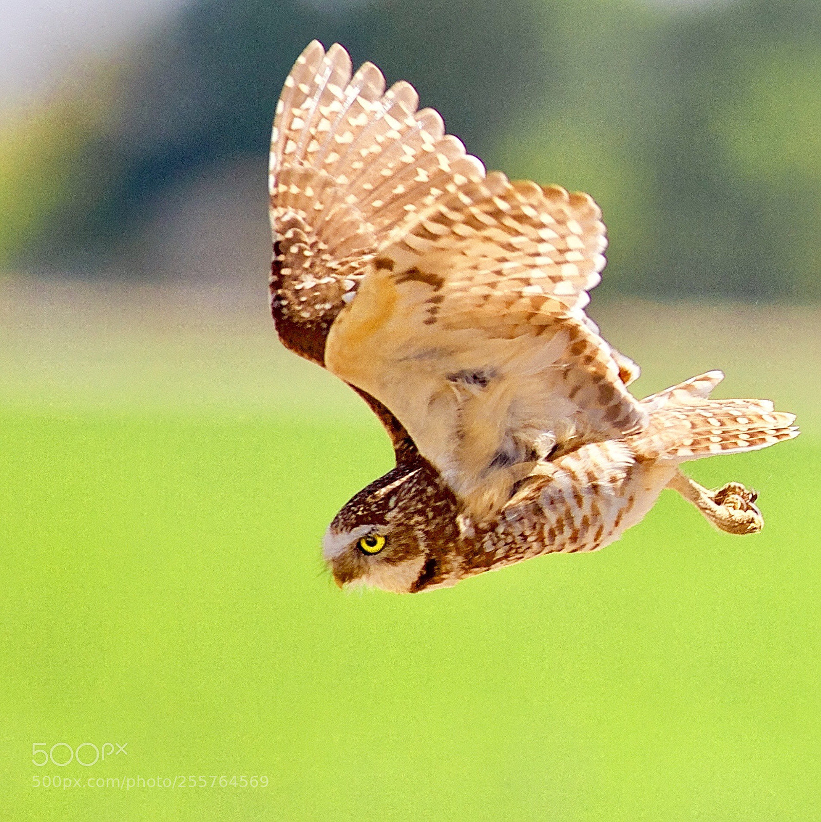 Canon EOS 5D Mark IV sample photo. Burrow owl photography