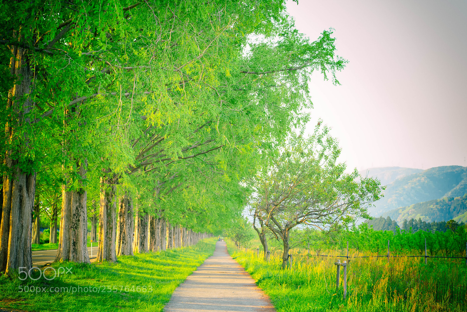 Nikon D810 sample photo. Dawn_redwood_20180429_01 photography
