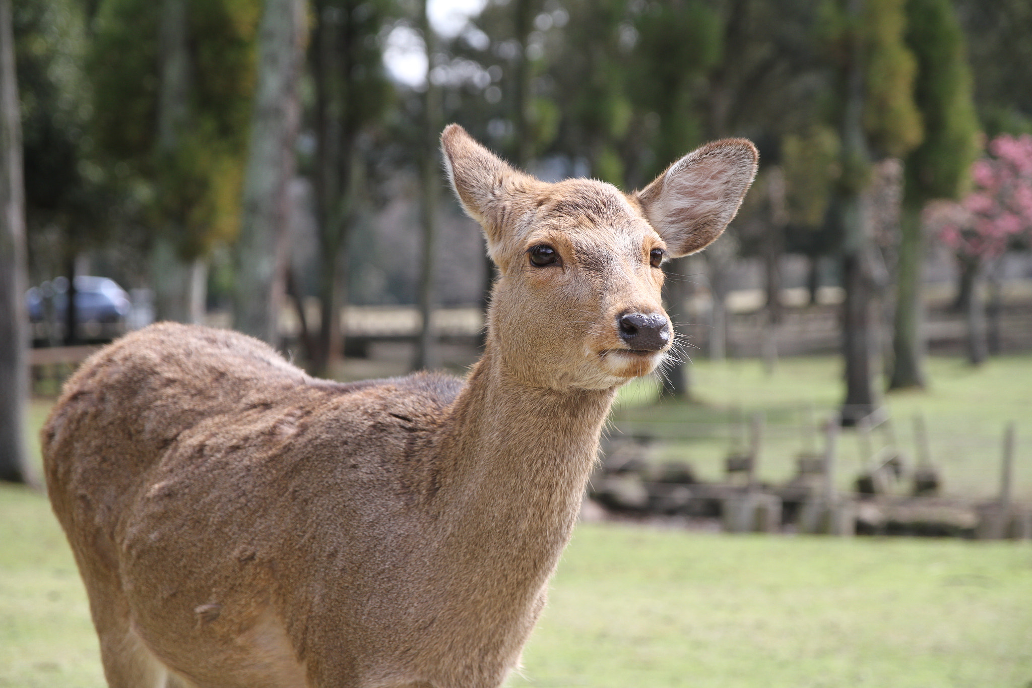 Canon EOS 7D sample photo. Img photography