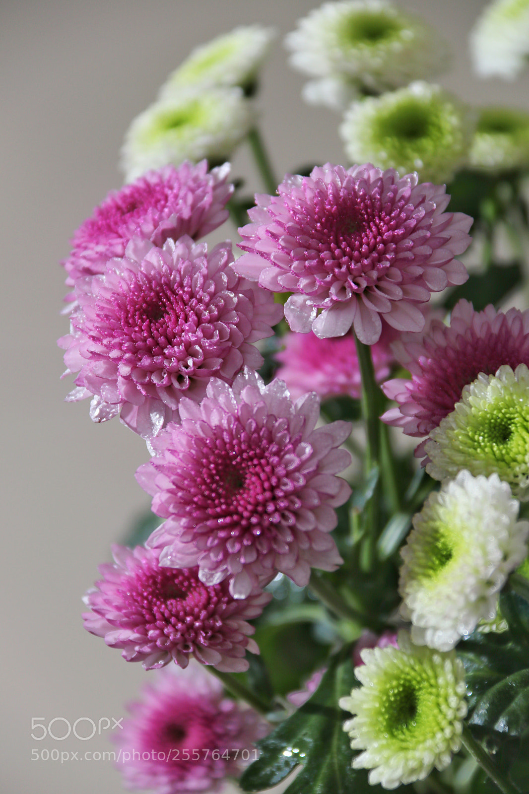 Canon EOS 80D sample photo. 菊花 photography