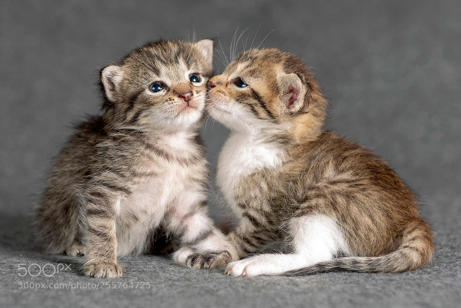 Canon EOS 6D sample photo. My kitten :) photography