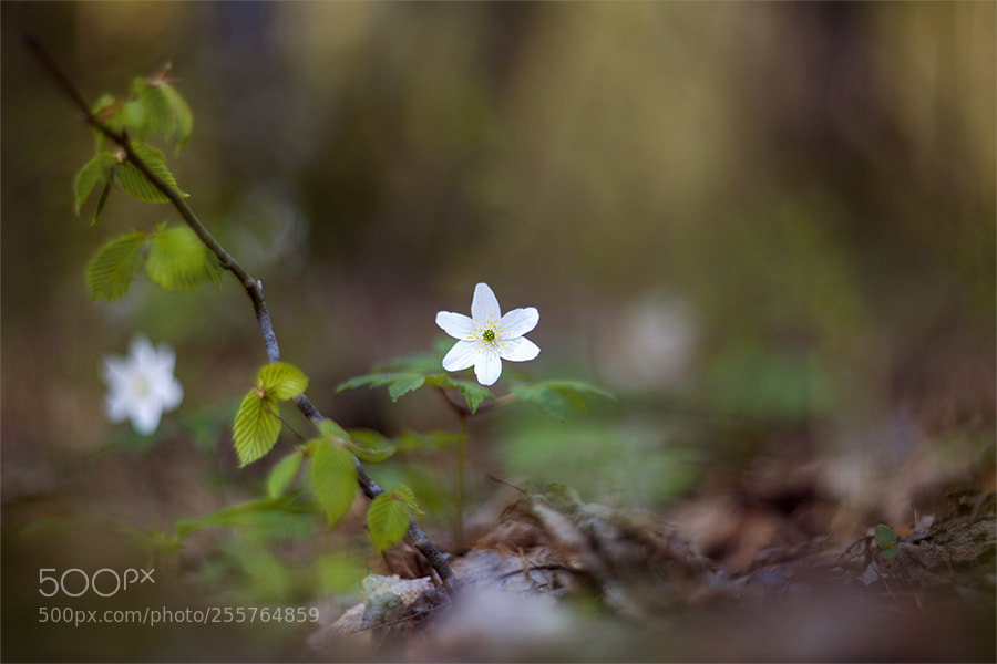 Canon EOS 5D Mark II sample photo. *** photography