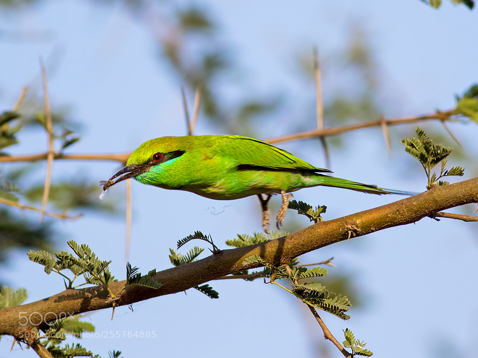 Canon EOS 7D Mark II sample photo. Green bee eater photography