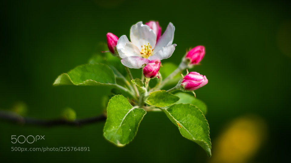 Nikon D5500 sample photo. Flower photography