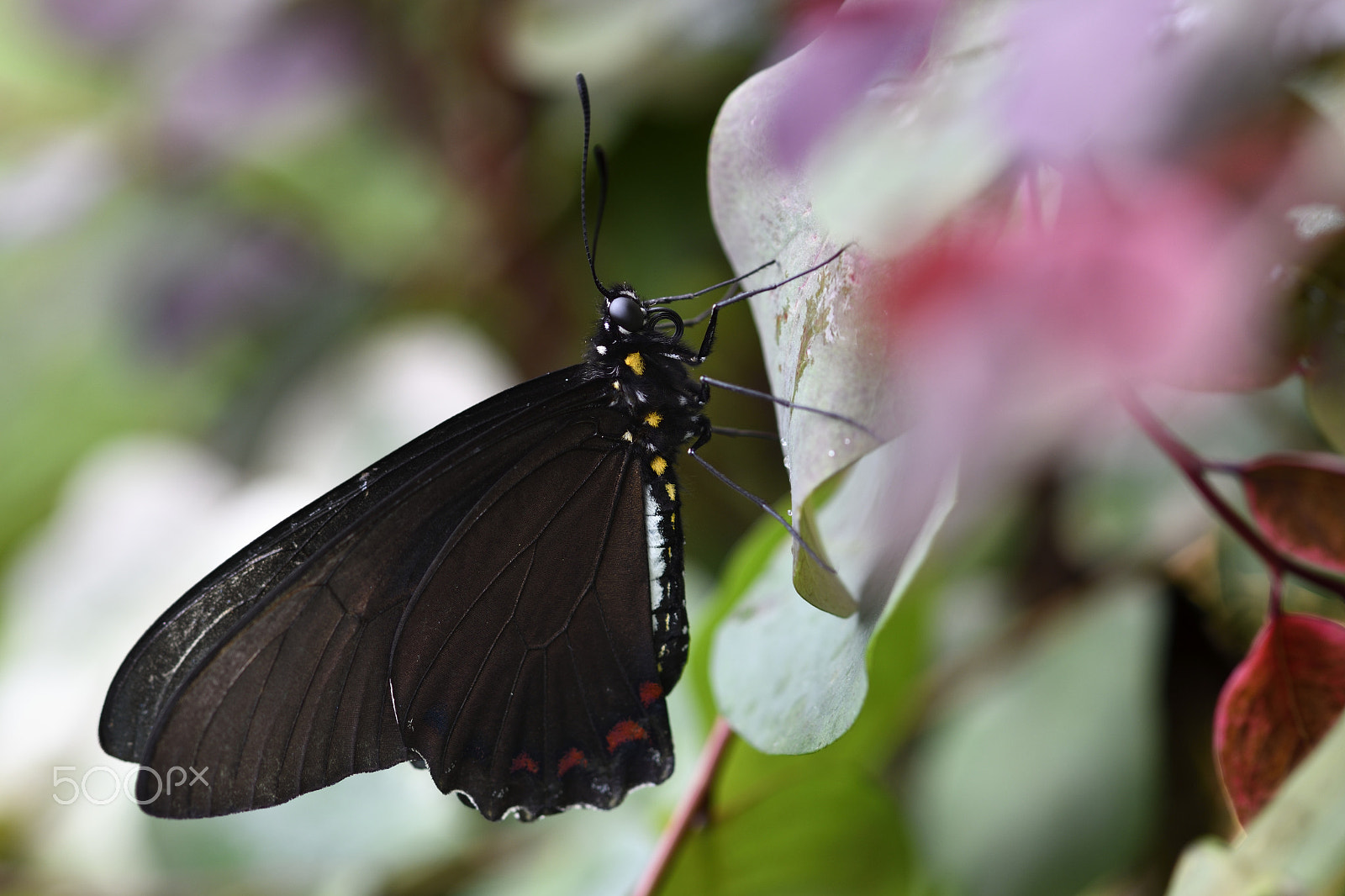 Nikon D500 + Nikon AF-S Micro-Nikkor 105mm F2.8G IF-ED VR sample photo. Tropical butterfly photography