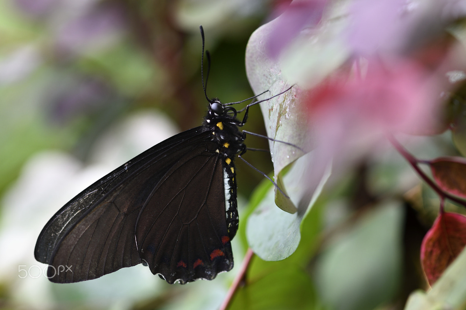 Nikon AF-S Micro-Nikkor 105mm F2.8G IF-ED VR sample photo. Tropical butterfly photography