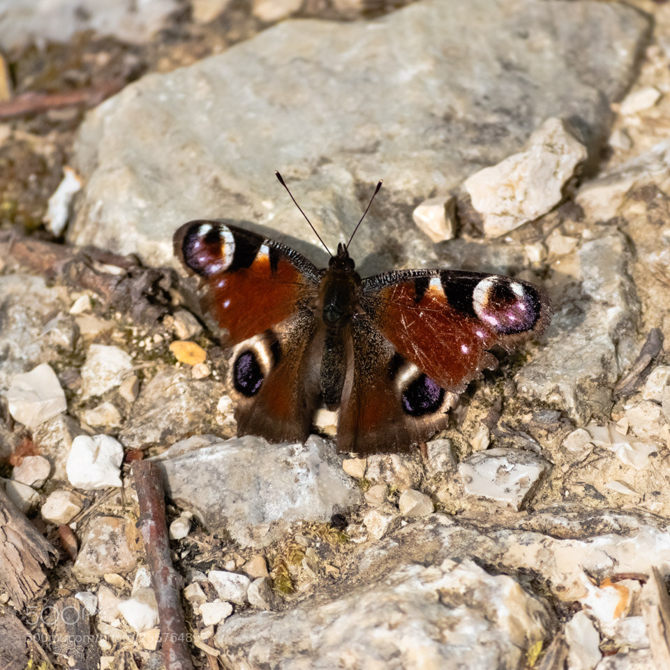 Nikon D5500 sample photo. Butterfly photography