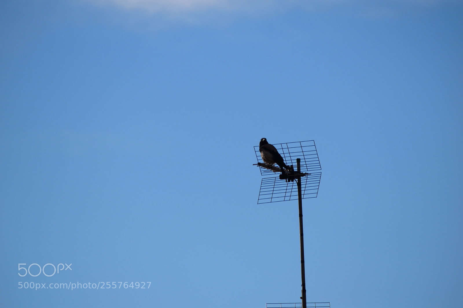 Nikon D3300 sample photo. Looking_at_you.jpg photography