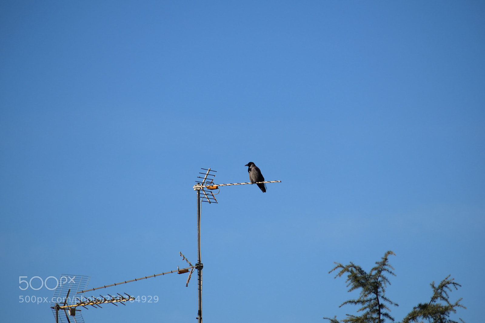 Nikon D3300 sample photo. Urban_tree.jpg photography