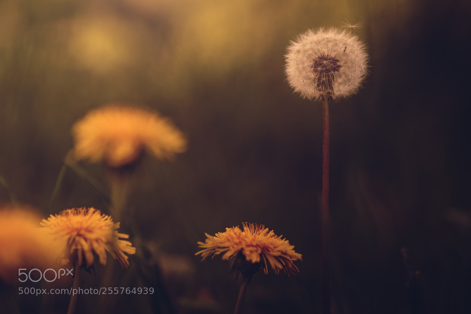 Sony a7R II sample photo. Summer photography