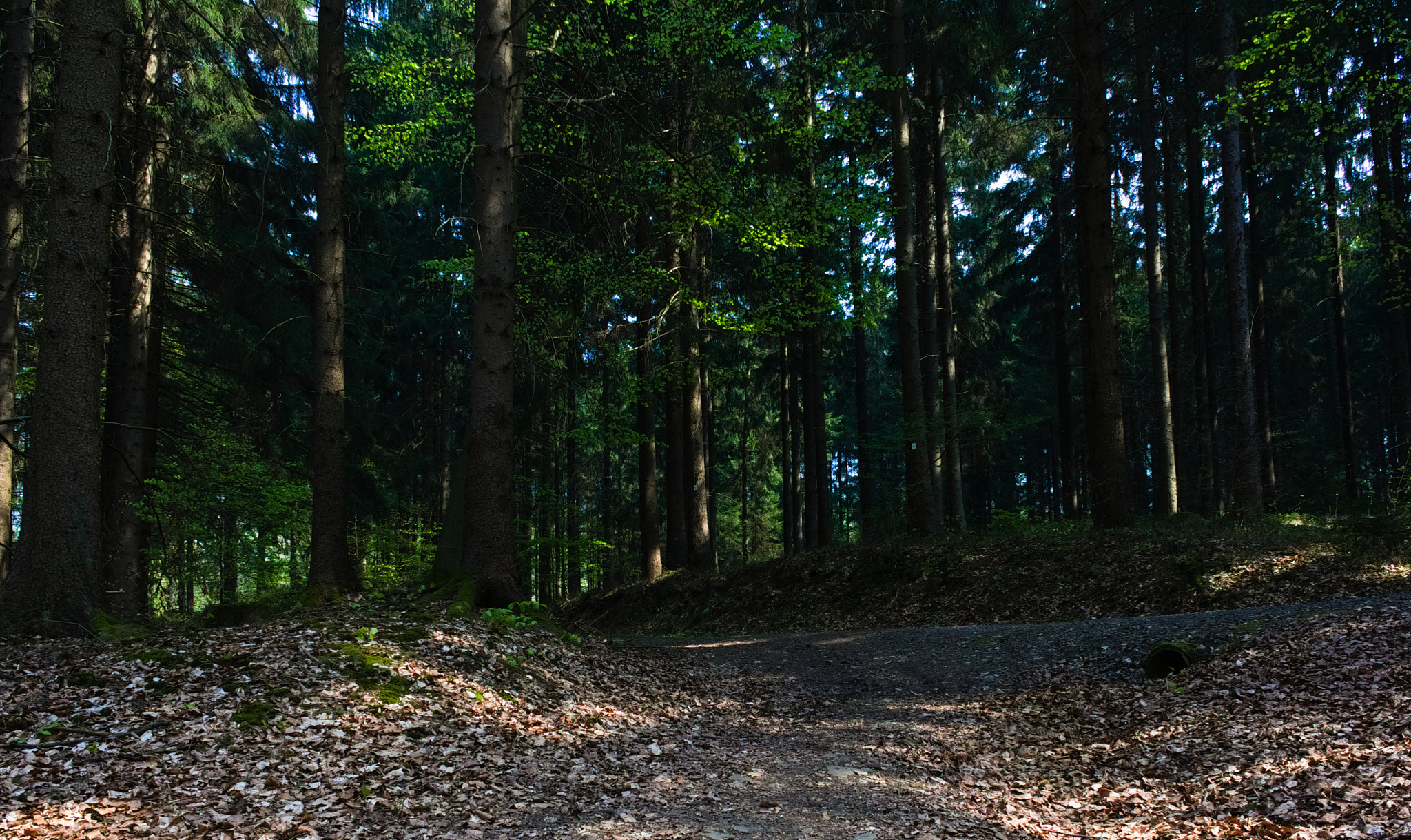 Canon EOS 550D (EOS Rebel T2i / EOS Kiss X4) sample photo. A walk in the woods photography