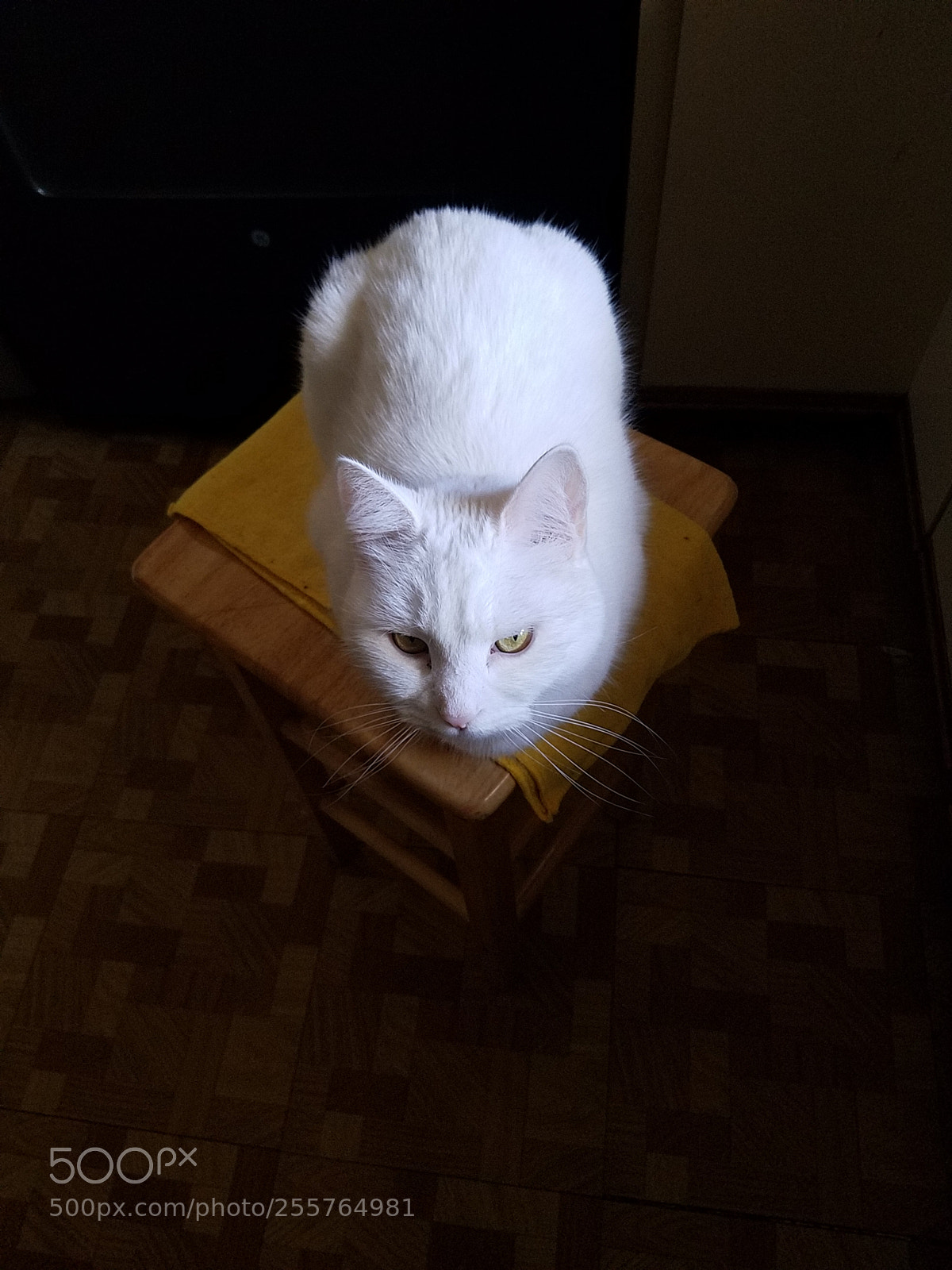 Samsung Galaxy S7 sample photo. Cat photography