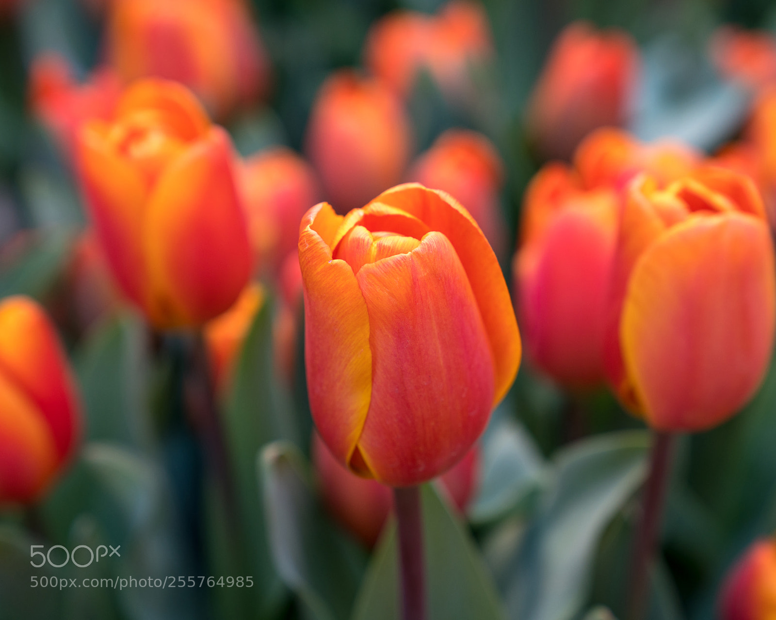 Sony a7R III sample photo. Tulips at rockefeller center photography