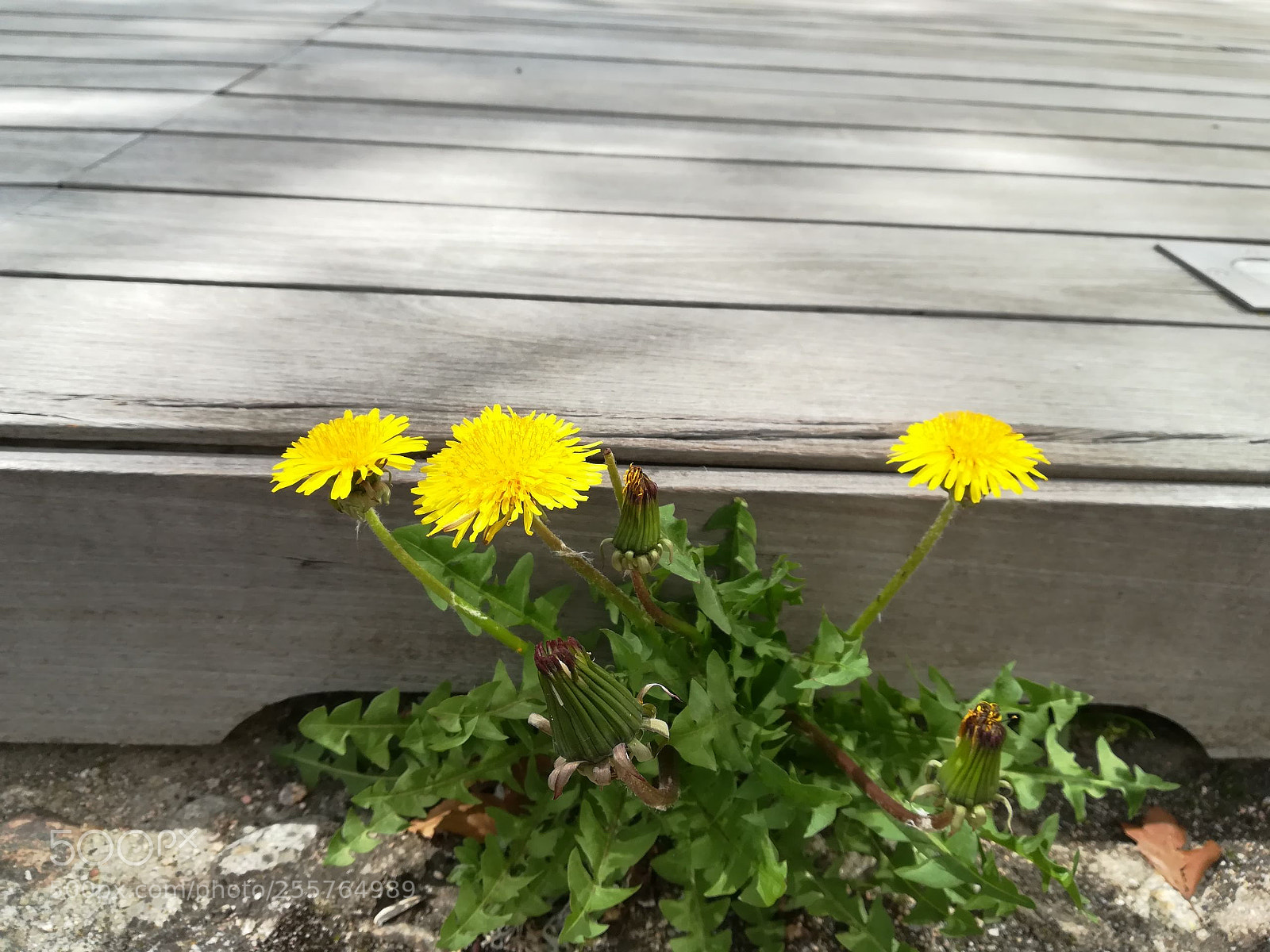 HUAWEI PRA-LX1 sample photo. Yellow flowers photography