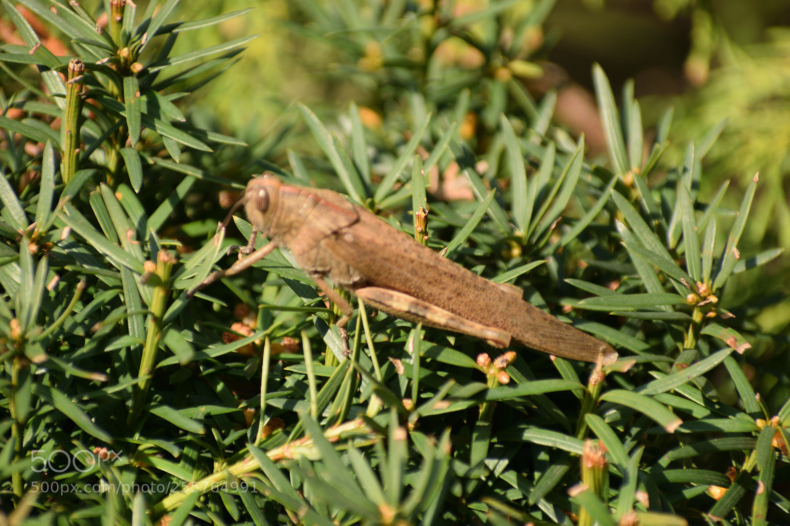 Nikon D3300 sample photo. Locust.jpg photography