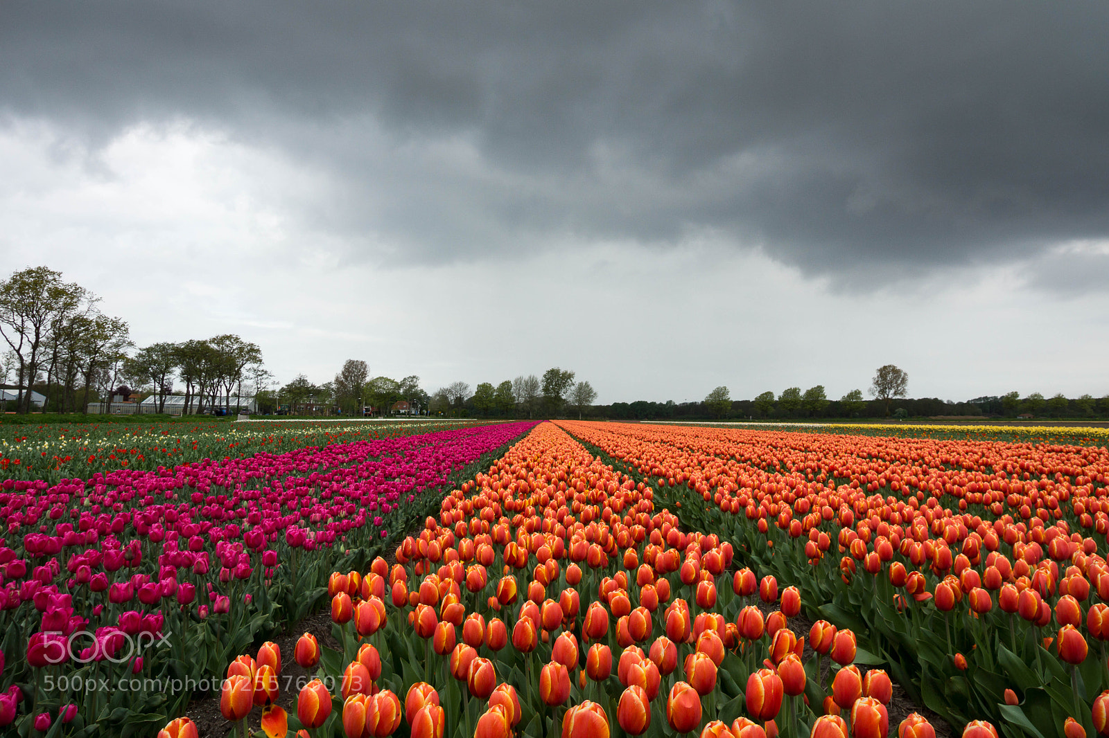 Sony SLT-A65 (SLT-A65V) sample photo. Holland photography