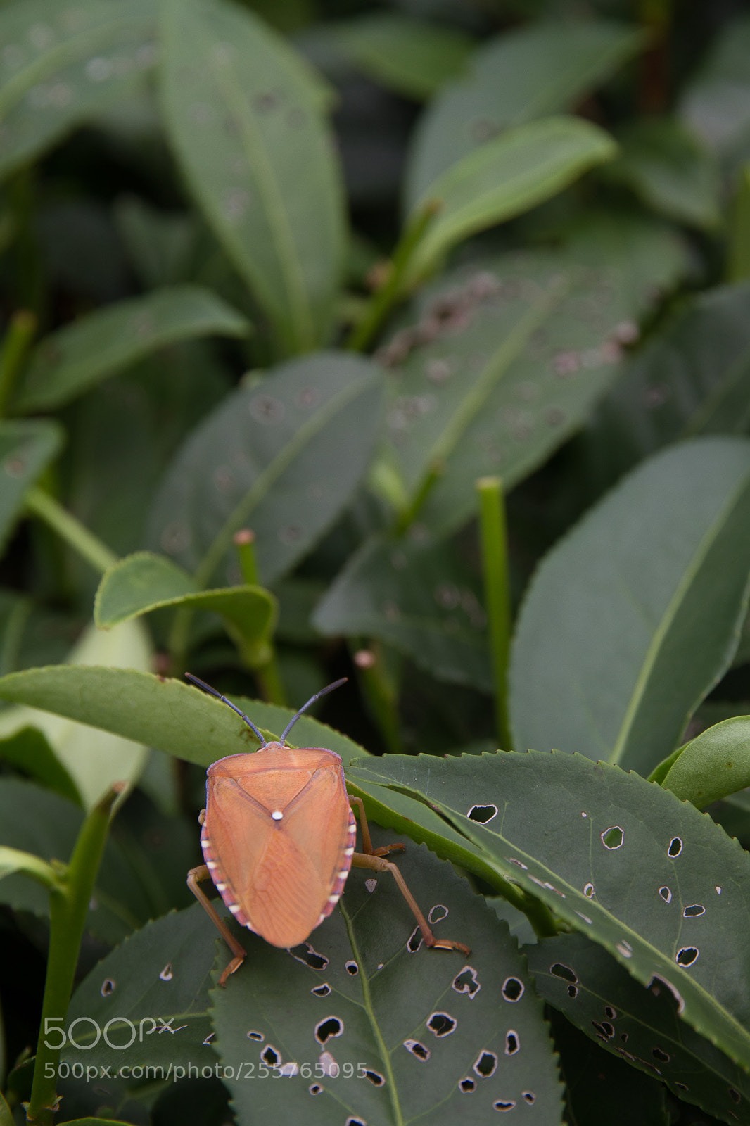 Canon EOS 7D sample photo. Yingde2015 photography
