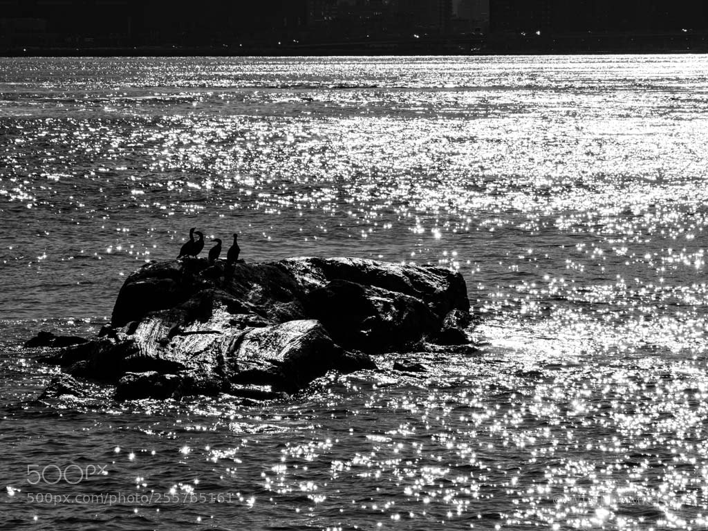 Olympus OM-D E-M1 Mark II sample photo. Cormorant island photography