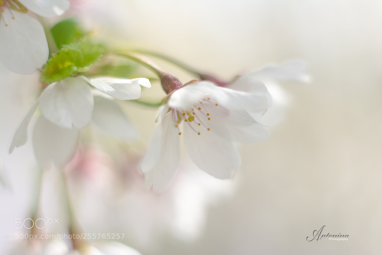 Nikon D7100 sample photo. *** photography