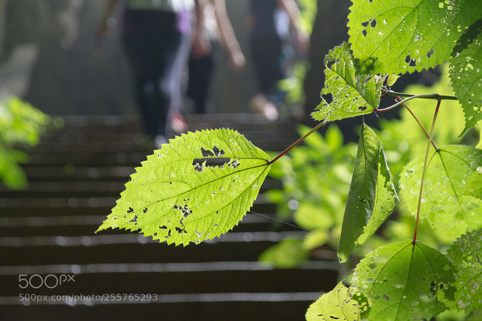 Canon EOS 7D sample photo. Yingde2015 photography