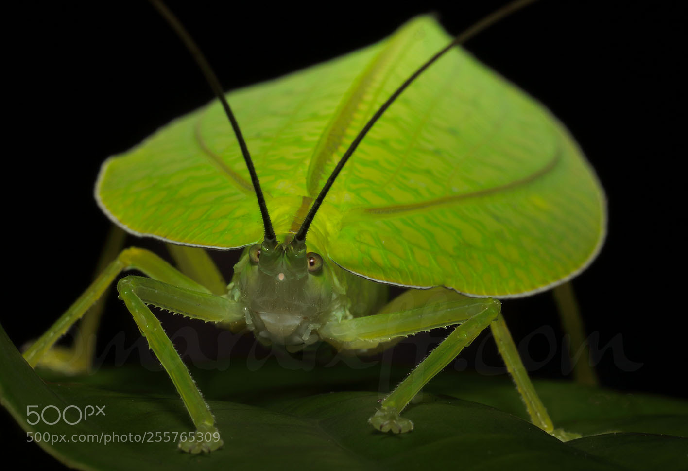 Canon EOS 7D Mark II sample photo. The katydid photography